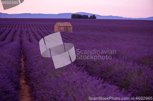 Image of purple lavender flowers field with lonely old stone house