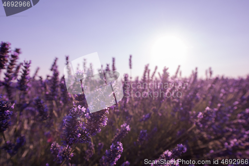 Image of closeup purple lavender field