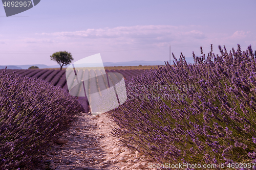 Image of purple lavender flowers field with lonely tree