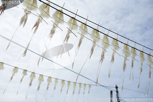 Image of Drying squid with blue sky