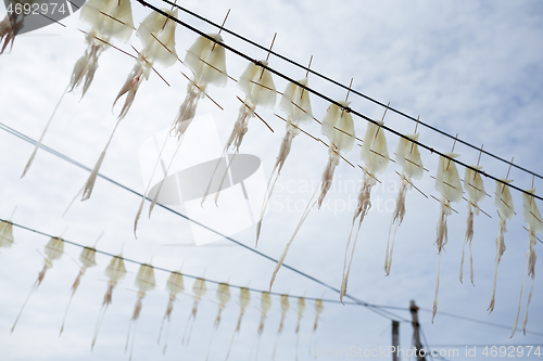 Image of Drying squid with blue sky