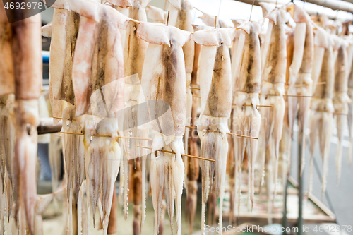 Image of Hanging of squid at outdoor