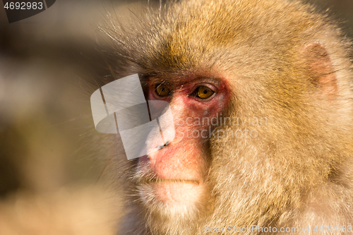 Image of Monkey in Japan