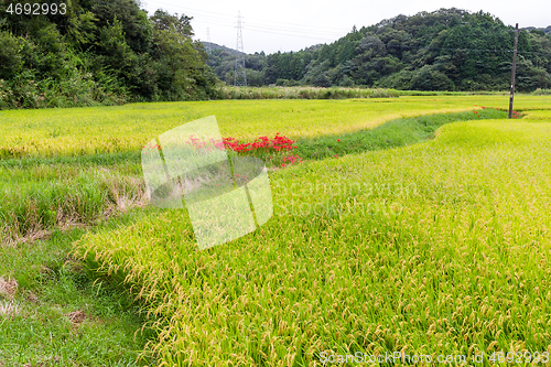 Image of Paddy rice field