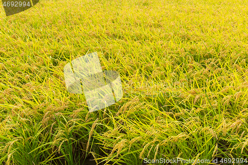 Image of Green Paddy rice field