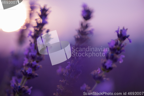 Image of closeup purple lavender field