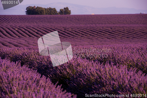 Image of levender field france