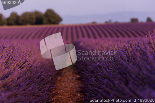 Image of levender field france