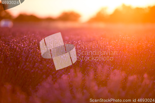 Image of levender field france