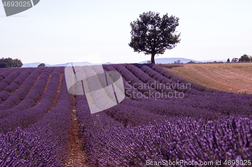 Image of purple lavender flowers field with lonely tree