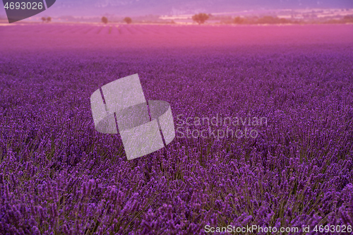 Image of levender field france