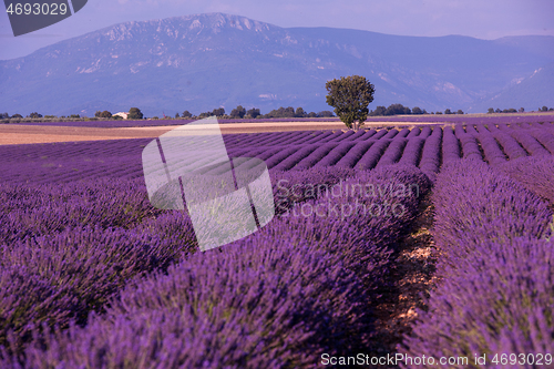 Image of levender field france