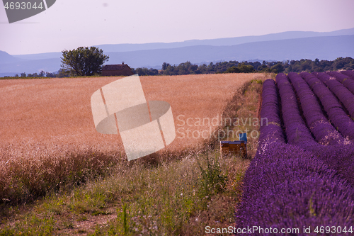 Image of levender field france