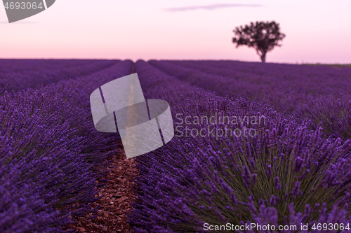 Image of purple lavender flowers field with lonely tree