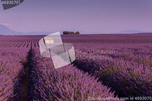 Image of purple lavender flowers field with lonely old stone house