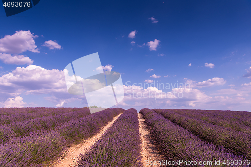 Image of closeup purple lavender field