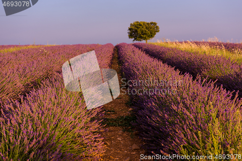 Image of purple lavender flowers field with lonely tree