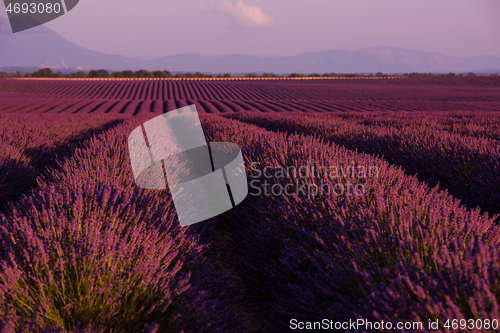 Image of levender field france