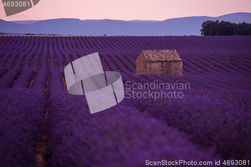 Image of purple lavender flowers field with lonely old stone house