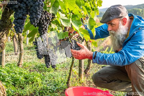 Image of a vineyard red grapes harvest