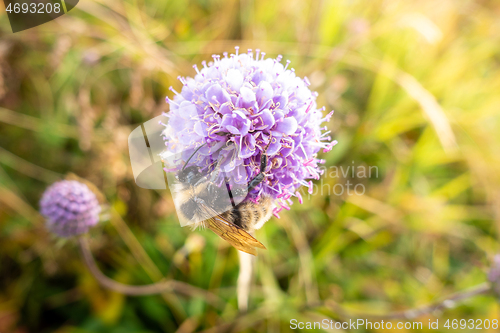 Image of bee on a purple flower