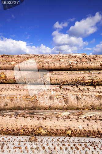 Image of stack of wood in the forest