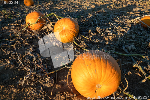 Image of typical field of pumpkin