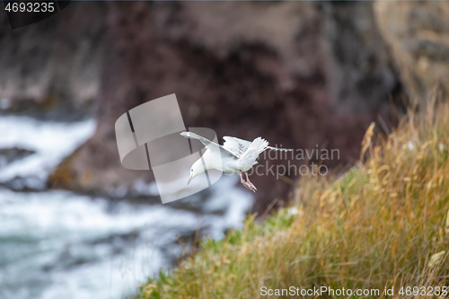 Image of seagull flying over the ocean