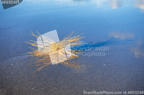 Image of dry plant at the beach