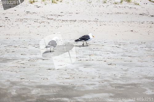 Image of Seagulls on the beach