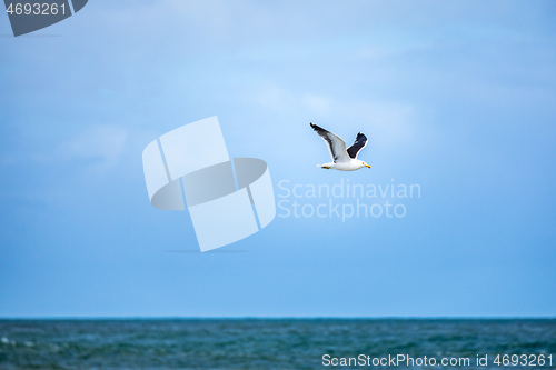 Image of seagull flying over the ocean