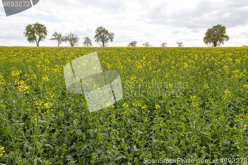 Image of field of rapeseed at spring time