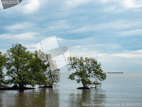 Image of Mangrove trees in Thailand