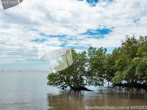 Image of Mangrove trees in Thailand