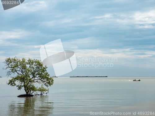Image of Mangrove trees in Thailand