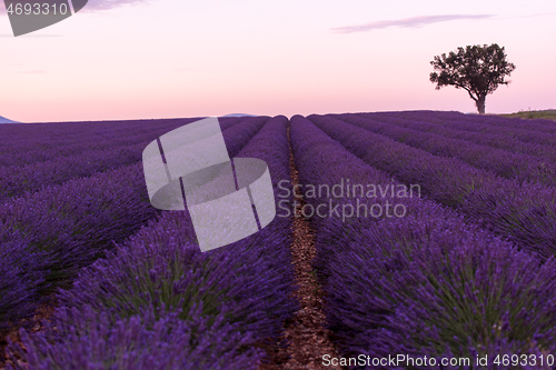 Image of purple lavender flowers field with lonely tree