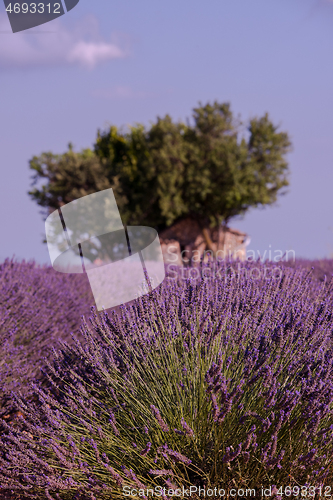 Image of purple lavender flowers field with lonely tree