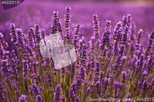 Image of closeup purple lavender field