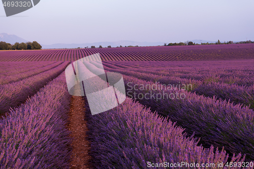 Image of levender field france