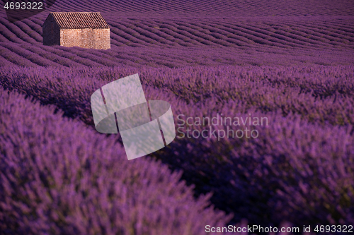 Image of purple lavender flowers field with lonely old stone house