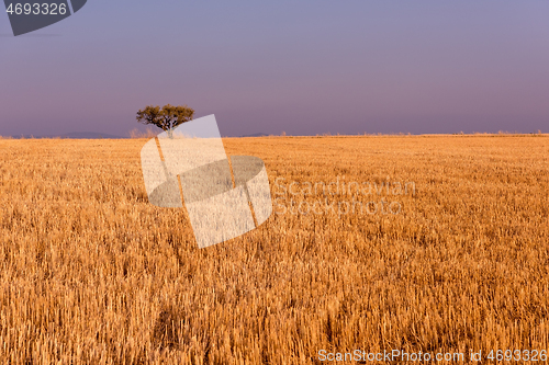 Image of single tree on harvested field