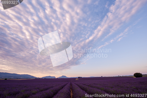 Image of levender field france