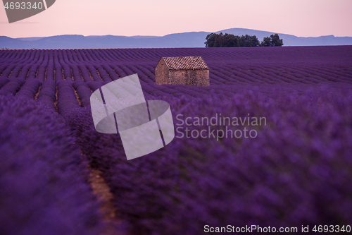 Image of purple lavender flowers field with lonely old stone house