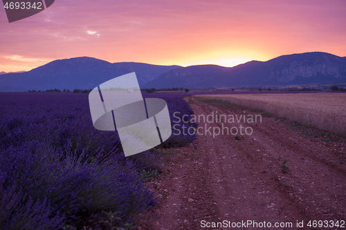 Image of levender field france