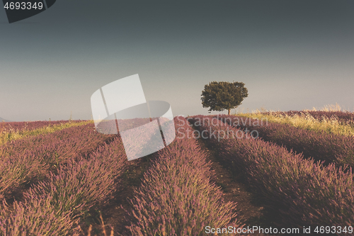 Image of purple lavender flowers field with lonely tree