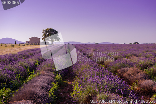 Image of purple lavender flowers field with lonely tree