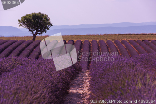 Image of purple lavender flowers field with lonely tree