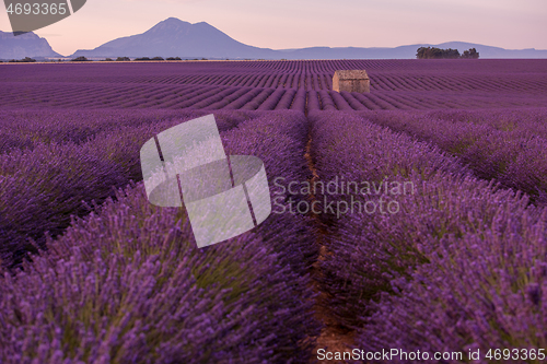 Image of purple lavender flowers field with lonely old stone house