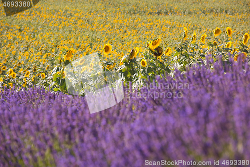 Image of lavender and sunflower field france