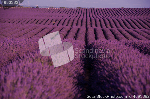 Image of levender field france